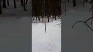 Весенняя установка петли на волка +результат. Март 2021года.