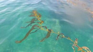 О пользе морской капусты (ламинарии)