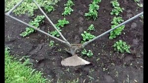 Как окучивать картошку плугом