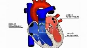 Большой и малый круги кровообращения   studentmedic ru