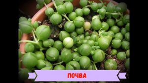 Крестовник Роули: описание, уход, пересадка и размножение