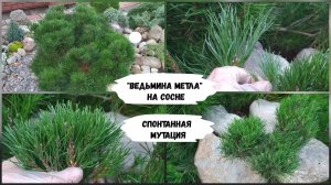 "Ведьмина метла" на сосне. Спонтанная мутация.