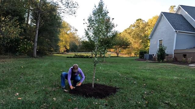 Planting a Gingko & Beginning Fall Tasks | Gardening with Creekside смотреть онлайн