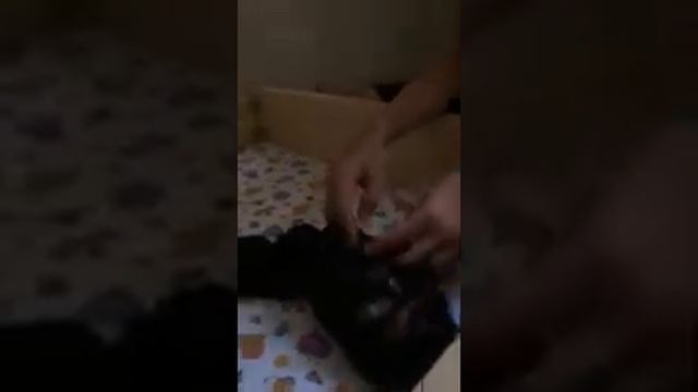 Наши щенки 🐶 открыли глаза 👀 смотреть онлайн