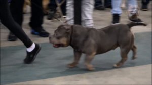 Попробуй,разбери кто тут лучше.Try, figure out who is better here.American bully, Американский булл