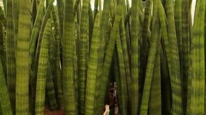 Sansevieria cylindrica 'Stuckyi'