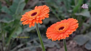 Commercial Cultivation of Gerbera Daisy Flower at Jessore, Bangladesh in 4k