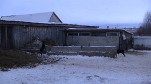 Первая притравка по кабану лаек ЗСЛ-Шугай РЕЛ-Тайга.