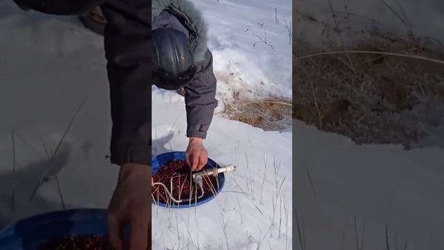 Продолжаем зимний посев. Садим кедры в тайге