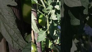 Каскадёр - вкусный урожайный томат универсального назначения