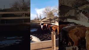 Бычки на откорме 2.5 месяца. смотрим результат