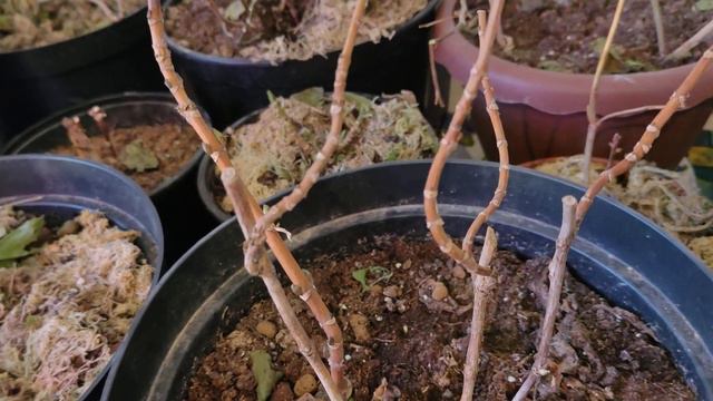 Готовлю гортензии к раннему черенкованию . смотреть онлайн