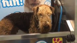 Bath time for Grenson Airedale!