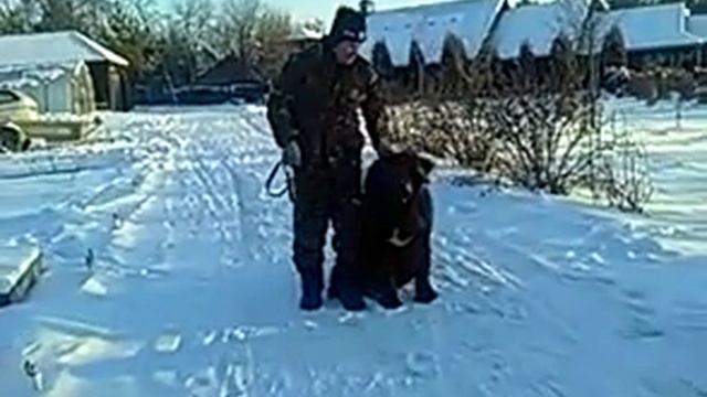 Дрессировка собак. Как правильно здороваться.