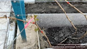 ? Обрезка винограда 3 год! Вот как нужно ПОДГОТОВИТЬ куст винограда ЛЕТОМ чтобы не мучится ОСЕНЬЮ!