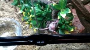 Охота удава на мышь, слабонервным не смотреть