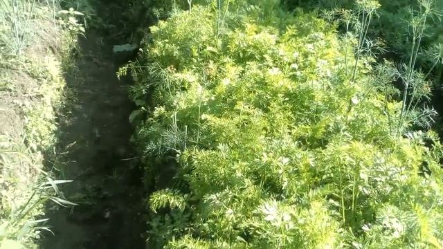 Морковь Нантская 4 и Лосиностровская. 06.07