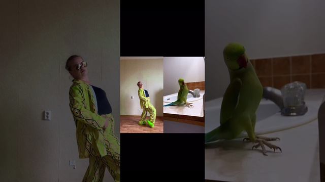 Танцуем с попугаем 🦜💃