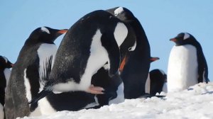 Gentoo penguins getting romantic