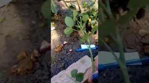 Как правильно выбрать веточки для черенкования роз