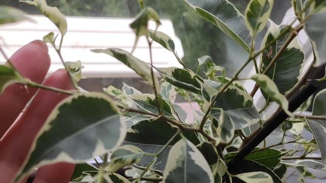 Почему фикус Бенжамина скручивает листья смотреть онлайн