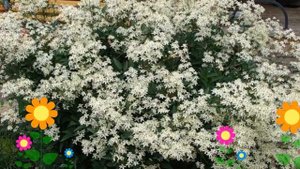 Клематис жгучий. Краткий обзор: Клематис жгучий описание характеристик, где купить крупномеры