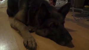 О чем думают собаки