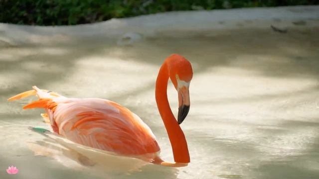 Расслабляющая музыка лечит сердце ?Успокаивающая музыка снимает стресс, глубокая медитация смотреть онлайн