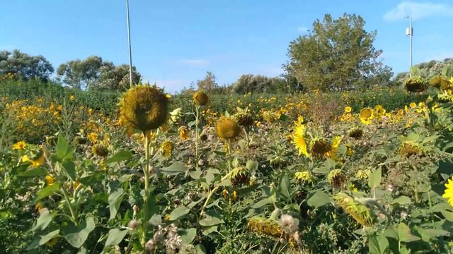 Подсолнухи в Серпуховском кремле смотреть онлайн