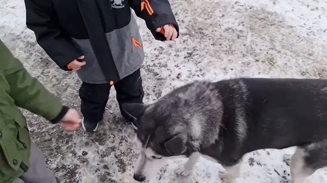 #61 Из Германии в Россию/ Вот так курица ? . Подписчики вновь удивили смотреть онлайн