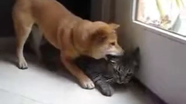 #Собака реально потрепала #кошку!