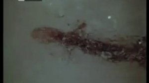 Феномен сибирского углозуба