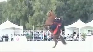 Танец лошади