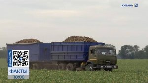 Из-за засухи уборка сахарной свеклы на Кубани стартовала раньше привычных сроков