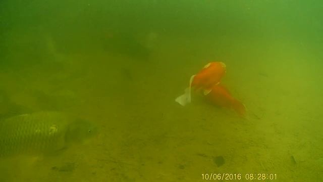 Подводная съемка рыб в пруду Апрель 2018. Action-камера X-TRY XTC100 смотреть онлайн