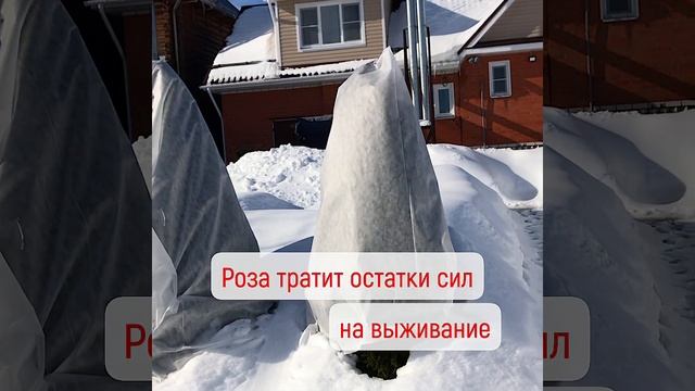 Наступил март! Пора ли убирать снег с укрытий? Нужно ли проветривать розы? смотреть онлайн