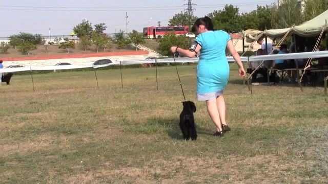 Николаев CACIB, цвергшнауцер черный смотреть онлайн