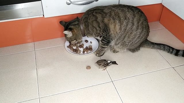 Кот и воробей стали сильно замерзать, теперь им нужна только качественная еда смотреть онлайн