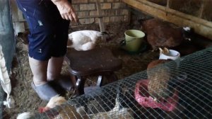Куры доминант хохлатые .