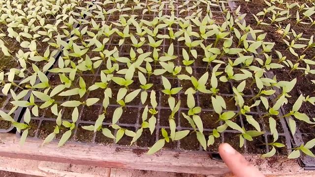 Кто ест листья перца! смотреть онлайн