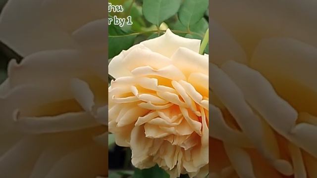 EPs53 CPM Crown princess Margarita #@GardenCornerby1 #climbingrose #กุหลาบเลื้อย #yellowrose