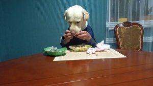 Очень смешно собака кушает руками
