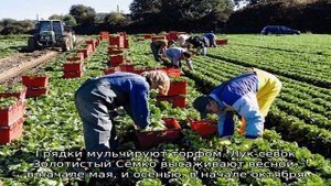 Неприхотливый гибрид лука отечественного производства «Золотистый Семко»