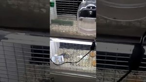 шкаф для амадинов или разводные ящики для амадинов