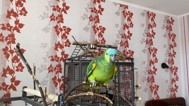 Что может сделать попугай