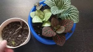 Почему у фиттонии сохнут листья? или как я подружилась с фиттонией