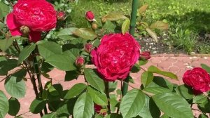 РОЗЫ. ЛУЧШИЕ РОЗЫ МОЕГО САДА ЦВЕТУТ, КРАСИВЫЙ САД БЕЗ ЗАМОРОЧЕК.