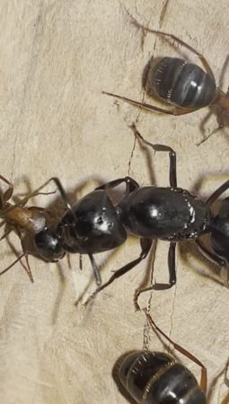 Гнездо своими руками для Camponotus saxatilis с расплодом