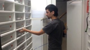 Египетские кобры (комплекс "Naja haje")