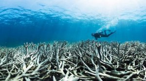 ПАРНИКОВЫЙ ЭФФЕКТ. ИЗМЕНЕНИЕ КЛИМАТА. Причина вести экологичный образ жизни